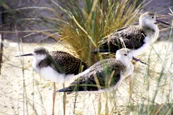 Observer the Sandpipers of the Coorong